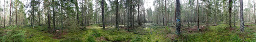 Panorama, Auerwild, Auerwildschutz, Auerhuhnbiotop, Auerhuhn, Auerhahn, Moor, Hochmoor, Misse