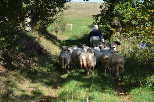 Umtrieb der NABU-Schafherde