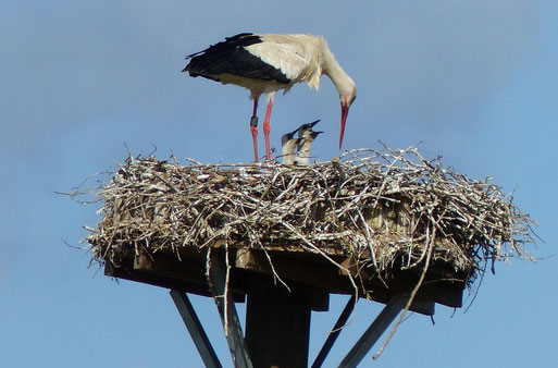 19.05.2015 Fütterung der drei Jungstörche - Foto: Stefan Wagner