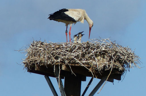 19.05.2015 Fütterung der drei Jungstörche - Foto: Stefan Wagner