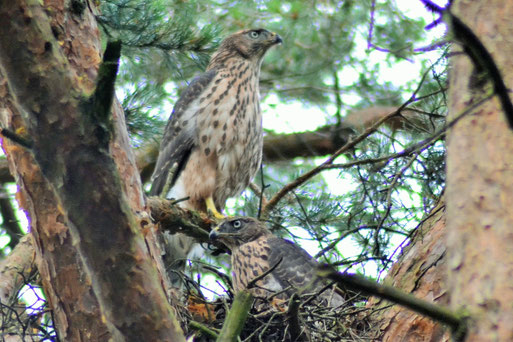 Foto: R. Dilchert