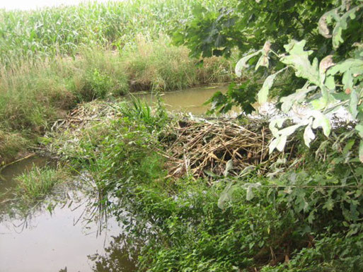 Dieser Biberdamm besteht aus kreuz und quer geschichtetem Holz, das mit Schlamm verfugt wurde, und er staut einen Wassergraben auf. Meist sorgt eine ganze Biberfamilie gemeinschaftlich für Bau und Unterhalt eines Staudamms. Fotos: Christoph Knappe
