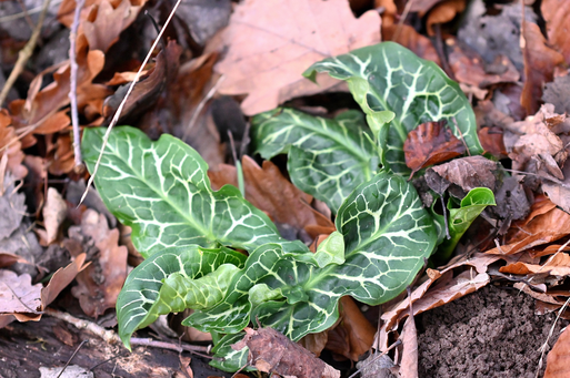 Italienischer Aronstab - Arum italicum; Waldrand bei Karlsbad-Spielberg - Blattaustrieb (G. Franke, 06.12.2025)