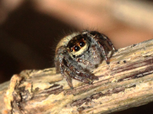 Wipfelspringer - Carrhotus xanthogramma; auf Altholz am Waldwegrand bei Karlsbad-Spielberg (G. Franke, 06.04.2023)