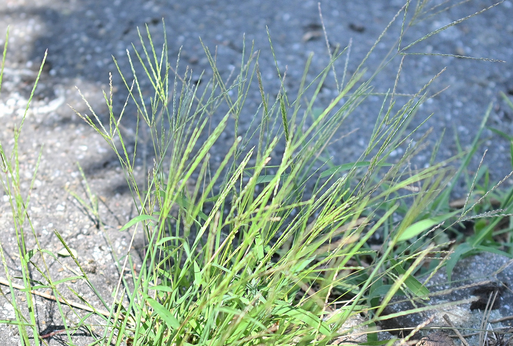 Blutrote Fingerhirse Digitaria sanguinea; Wegrand bei Karlsbad-Spielberg (G. Franke, 05.07.2025) bestätigt bei iNaturalist