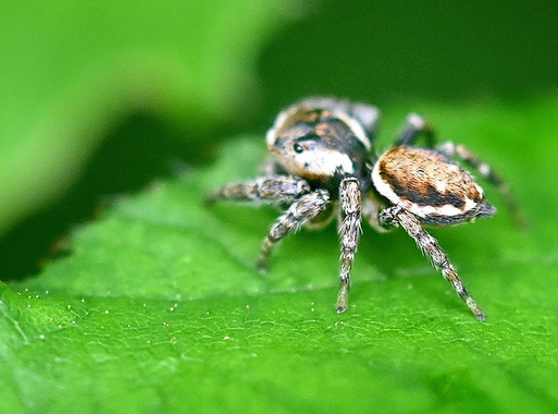 Bunter Sichelspringer - Evarcha falcata; bei Waldbronn-Etzenrot (G. Franke, 24.05.2024)