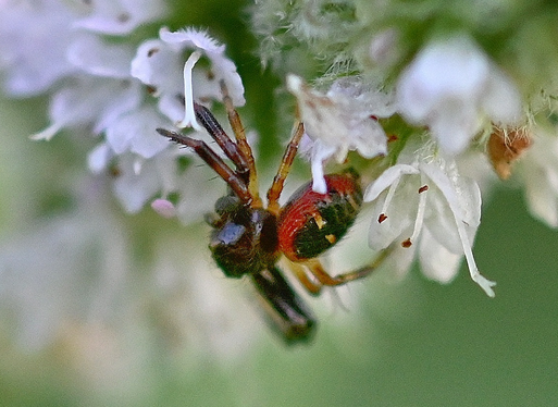 Südliche Glanz-Krabbenspinne - Synema globosum; bei Karlsbad-Spielberg ( G. Franke, 31.07.2024)