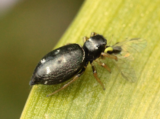 Kupfrige Sonnenspringspinne - Heliophanus cupreus; bei Karlsbad-Spielberg (G. Franke, 09.05.2020)