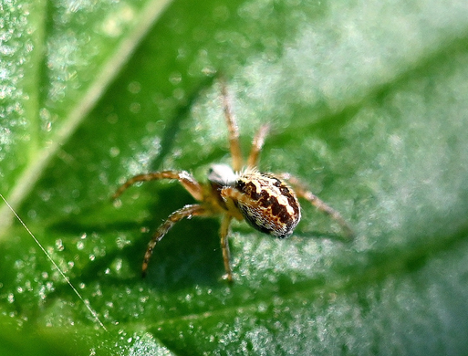 Eichblatt-Radspinne - Aculepeira ceropegia; bei Karlsbad-Spielberg (G. Franke, 03.09.2024)