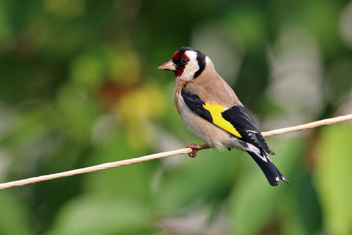 Der Stieglitz - Vogel des Jahres 2016. Foto: NABU/Frank Derer