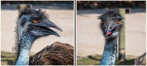 Emu-Besuch auf dem Campingplatz