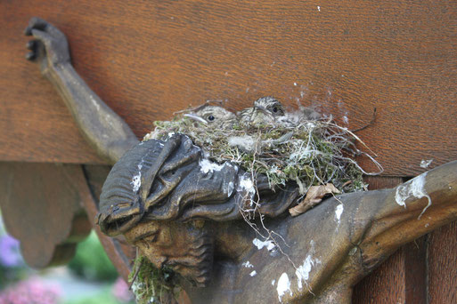 Bild: Hauptfriedhof Ravensburg Fliegenschnäppernest