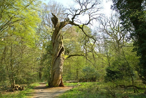 Ca. 700 Jahre alte Eiche im Naturschutzgebiet >Neuenburger Urwald<   -  Foto: A. Bürgener