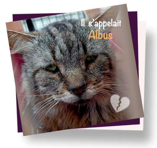 Ils Nous Ont Quittes Mais Nous Ne Les Oublierons Pas Site De Chats Du Coeur Brestois Ils Nous Ont Quittes Mais Nous Ne Les Oublierons Pas Site De Chats Du Coeur Brestois