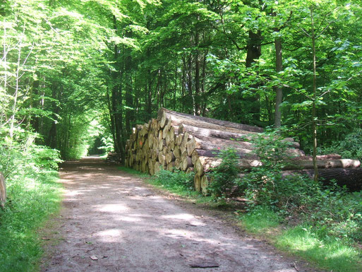 Holzeinschlag im Schlosspark 2012