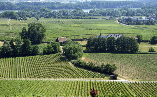 Blick über den Rheingau - natürlich vom Schloss Johannisberg