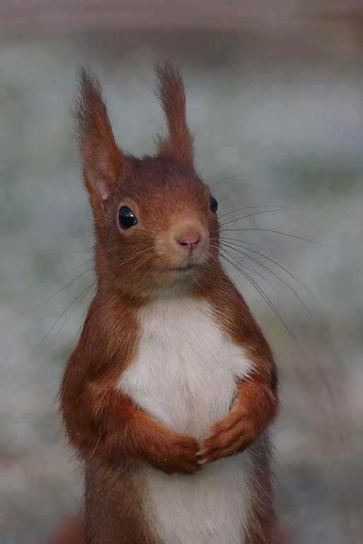 Eichhörnchen - Bielefeld Januar 2015