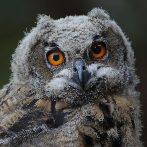 Uhu - Teutoburger Wald Juni 2015