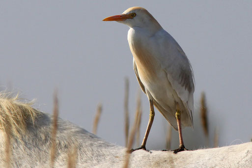 Kuhreiher in der Camargue