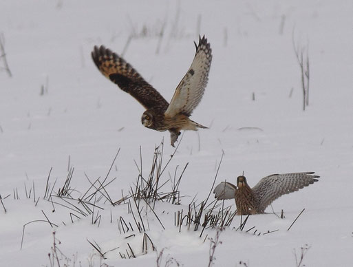 Sumpfohreule - Osterfeiner Moor Januar 2010