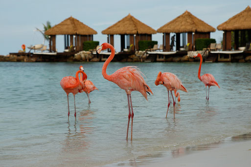 Aruba, Flamingo Beach, Renaissance Island, Caribbean