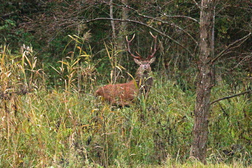 Forêt de Compiègne proche étang de Saint Pierre