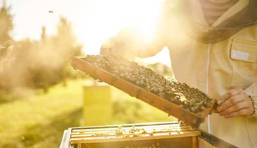 curso de apicultura