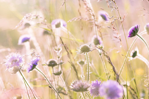 Fleurs des champs, Le Renard perché, La Renaud Rautsch, grand gite, Alsace, Haut Rhin, proche de Colmar, Le Bonhomme, 68650, Col des Bagenelles, charme, nature, deconnexion, relaxation, vue, écologie, méditation, éco-lieu, yoga