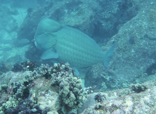 Humphead Parrotfish