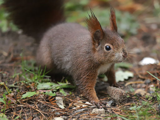 Eichhörnchen begegnen den Gästen des Friedhofs fast überall