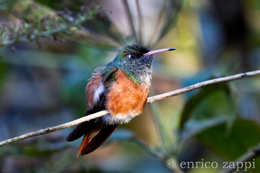 Un pò di esotismo: Colibrì 