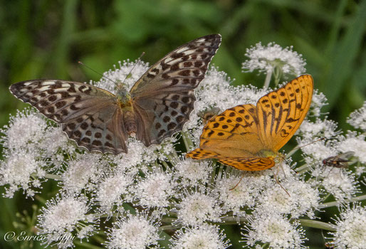 Argynnis paphia a sx ssp Valesina ♀.