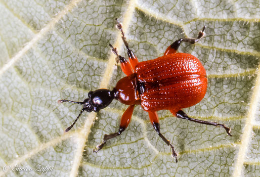 Apoderus coryli (Linnaeus, 1758) - Coleottero della famiglia degli Attelabidae vive abitualmente sul nocciolo, ma si può riscontrare anche sull'ontano, le querce, i carpini e gli olmi.