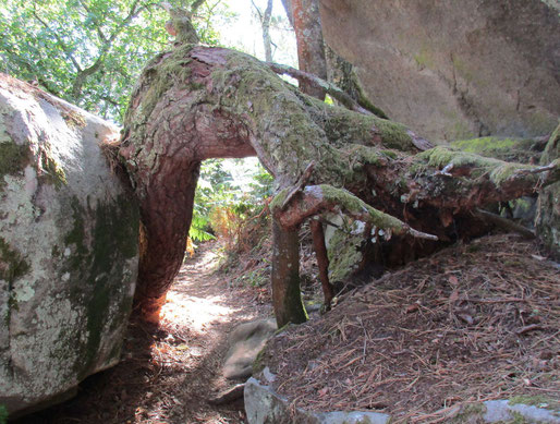 L'arbre a voulu s'installer entre 2 rochers, mais il a perdu la bataille !