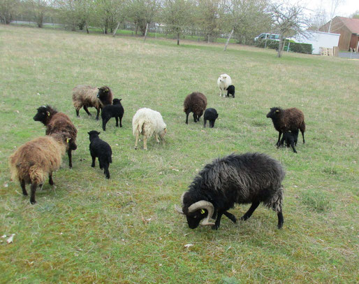 Puis c'est le tour des moutons et leurs petits qui sont venus nous dire bèèèè ! (bonjour)
