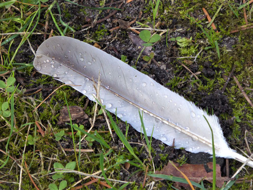 Eine schmale graue Feder im Gras mit kleinen und großen Regentropfen 