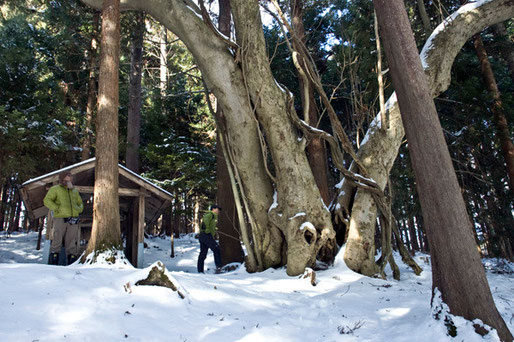 3.大前家のホウノキ