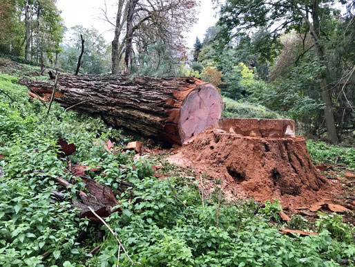 abattage arbre tarbes