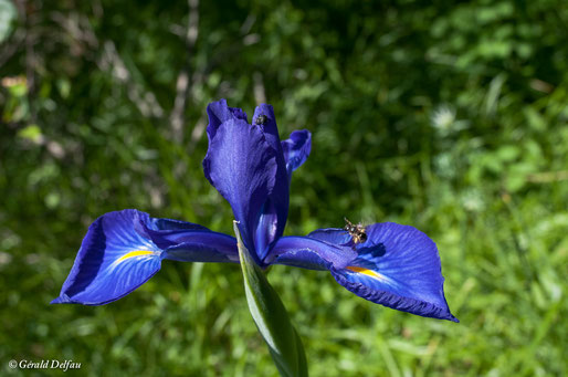 Parc des Pyrénées, Cirque de Gavarnie, une abeille butine une Iris