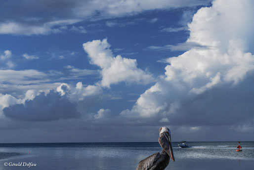 Pélican dans la rade de Port-Louis, Guadeloupe