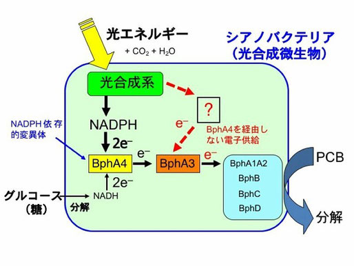 環境汚染物質を分解できるシアノバクテリア 