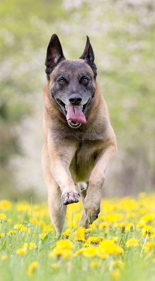 Artgerechte Hundehaltung!? - hugu-hundeschules Webseite!