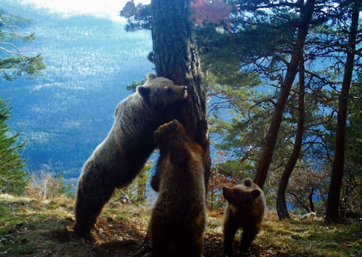 Les noves imatges de l'óssa Hvala i els seus dos cadells, arrepenjats en un arbre