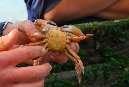 männlicher Crabe