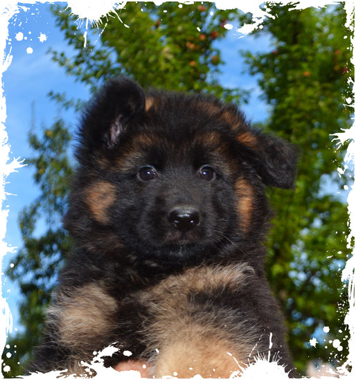 Pepper, Rüde, 7 Wochen alt