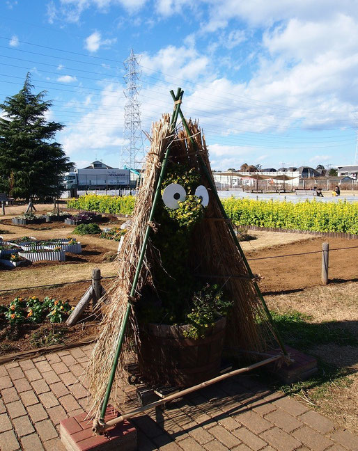 12月13日（2014）　Poki（ポキ）と菜の花畑：三鷹市の花と緑の広場で出会ったオブジェ。ジブリ美術館オープンをきっかけにつくられた三鷹のキャラクター、ポキ（宮崎駿監督デザイン）がワラの中に隠れている。近くには菜の花畑が