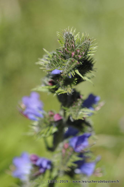 Bouton de fleurs de la vipérine, Cévennes