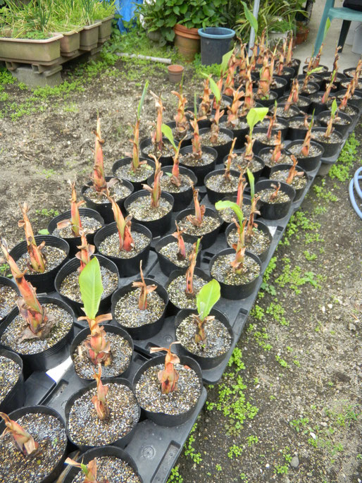 指宿アロハ農園の紹介 - 地湧金蓮(チユウキンレン)の専門栽培 指宿アロハ農園の紹介 - 地湧金蓮(チユウキンレン)の専門栽培