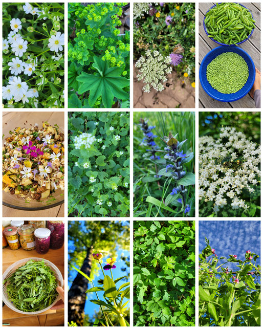 Wildkräuter, Wildpflanzen, Kulturgemüse, Permakultur, essbare Blüten