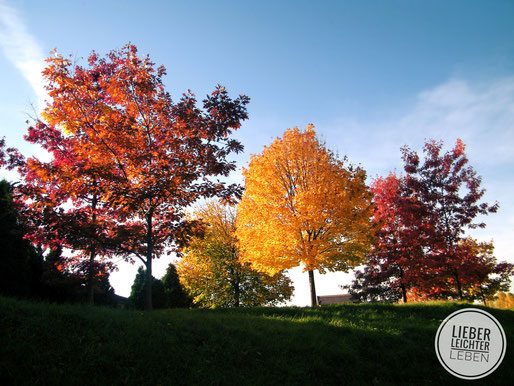 Herbst, Bäume, Laubfärbung